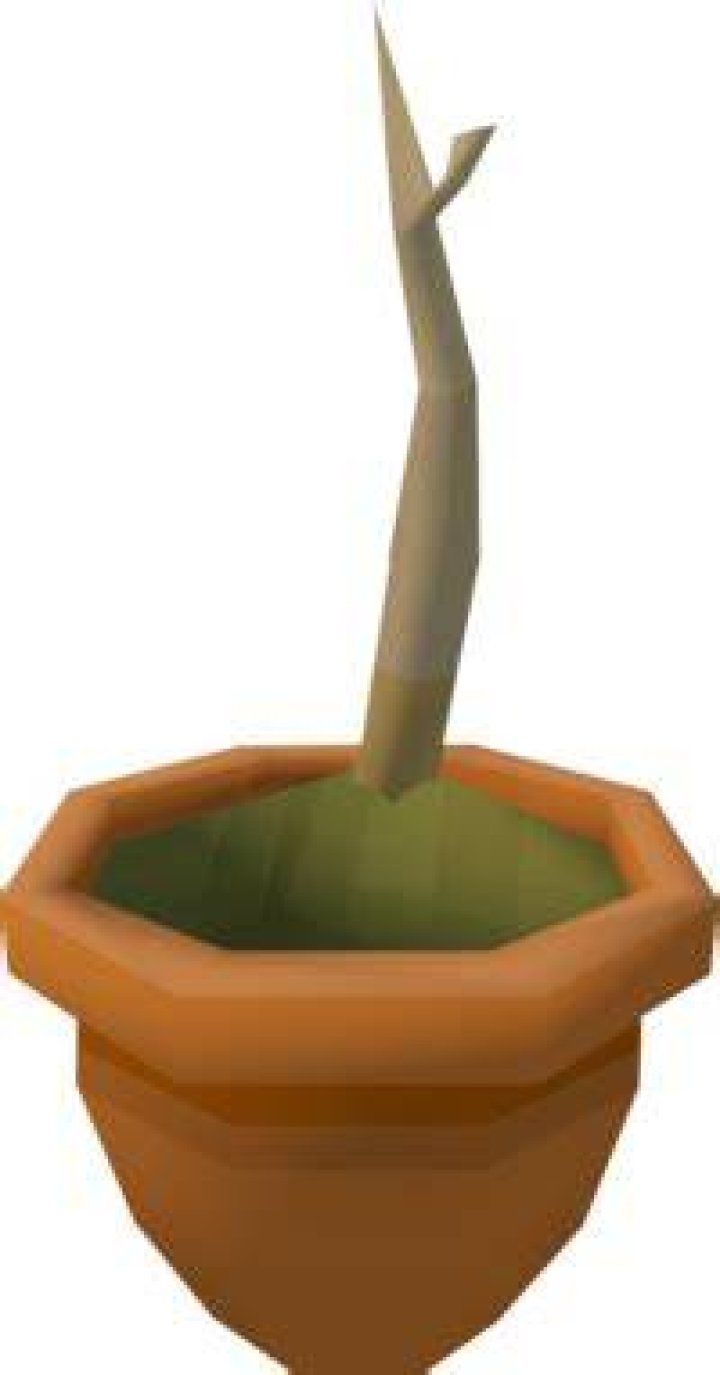 Banana sapling OSRS Wiki